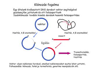 Kl ónozás fogalma