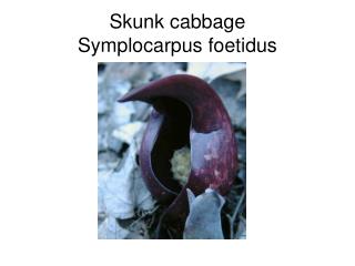 Skunk cabbage Symplocarpus foetidus