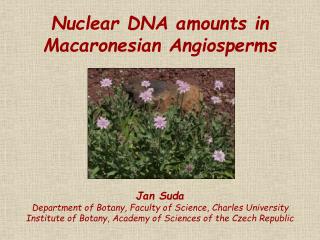 Nuclear DNA amounts in Macaronesian Angiosperms