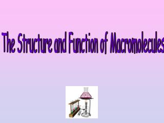 The Structure and Function of Macromolecules