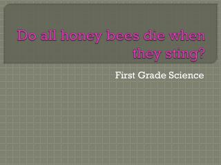 Do all honey bees die when they sting?