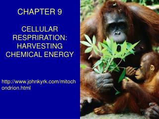 CHAPTER 9 CELLULAR RESPRIRATION: HARVESTING CHEMICAL ENERGY