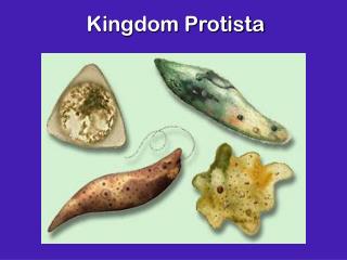 Kingdom Protista