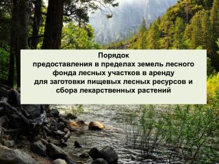 Аренда лесных участков по результатам лесных аукционов