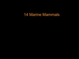 14 Marine Mammals