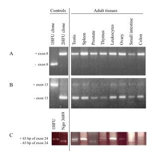 Controls	 Adult tissues