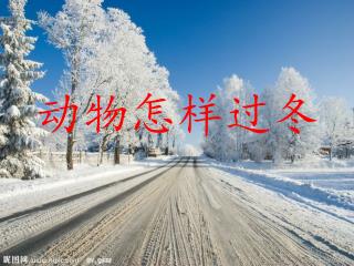 动物怎样过冬