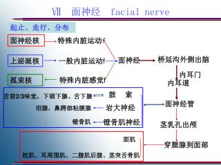 Ⅶ 面神经 facial nerve