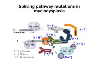 Splicing pathway mutations in myelodysplasia