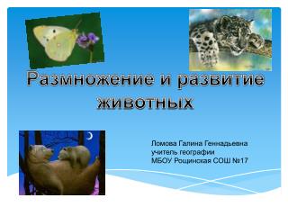Размножение и развитие животных