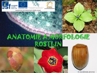 ANATOMIE A MORFOLOGIE ROSTLIN