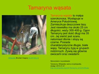 Tamaryna wąsata