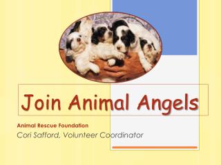 Join Animal Angels