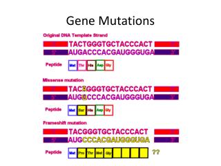 Gene Mutations