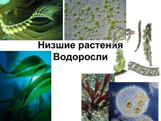 Низшие растения Водоросли