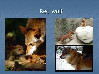 Red wolf