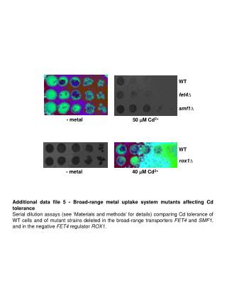 Additional data file 5 - Broad-range metal uptake system mutants affecting Cd tolerance