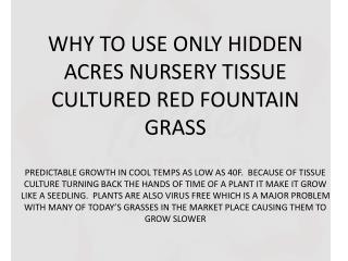RED FOUNTAIN GRASS TC vs OLD DIVISION STOCK (ODS)