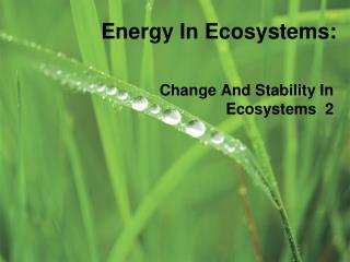 Energy In Ecosystems: