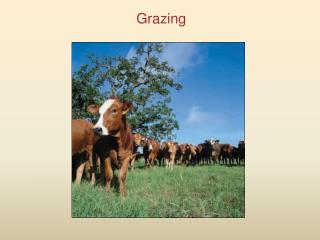 Grazing