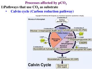 Processes affected by pCO 2 Pathways that use CO 2 as substrate