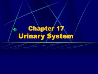 Chapter 17 Urinary System