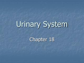 Urinary System
