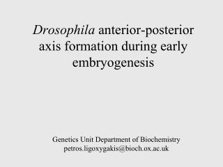 Drosophila anterior-posterior axis formation during early embryogenesis