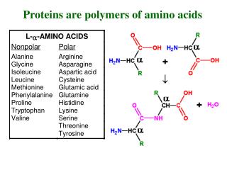 Proteins are polymers of amino acids