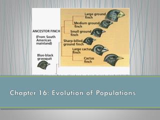 Chapter 16: Evolution of Populations