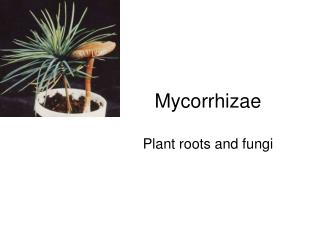 Mycorrhizae