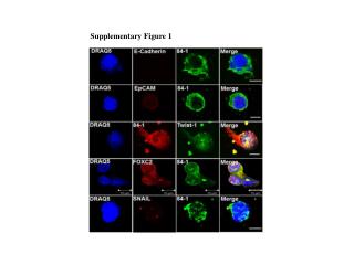 Supplementary Figure 1