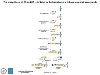 The biosynthesis of CS and HS is initiated by the formation of a linkage region tetrasaccharide