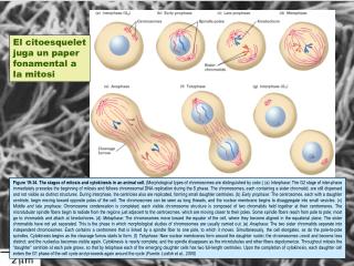 El citoesquelet juga un paper fonamental a la mitosi