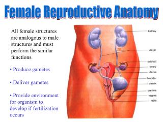 Female Reproductive Anatomy