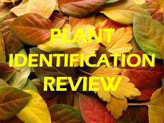 PLANT IDENTIFICATION REVIEW