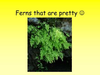 Ferns that are pretty 