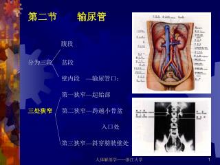 第四节 尿道 女性尿道特点： 短（ 4 — 5cm ）、宽、直，所以容易感染。 尿道外囗、尿道阴道括约肌。