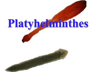 Platyhelminthes