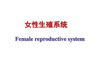女性生殖系统