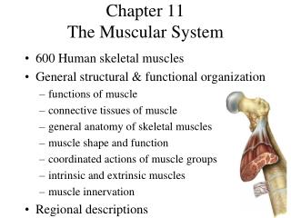 Chapter 11 The Muscular System