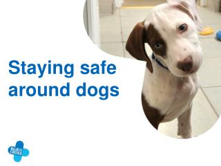 Staying safe around dogs