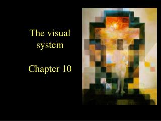 The visual system Chapter 10