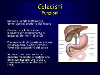 Colecisti Funzioni