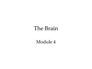 The Brain Module 4