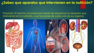 ¿Sabes que aparatos que intervienen en la nutrición?