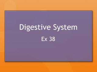 Digestive System