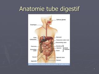 Anatomie tube digestif