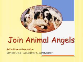 Join Animal Angels