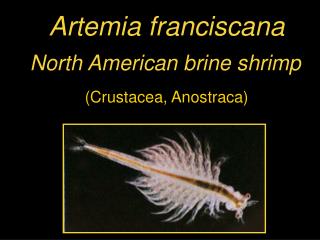 Artemia franciscana